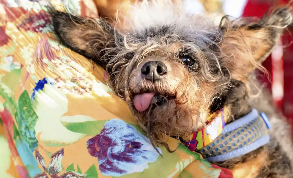 Scamp the Tramp is champ at World’s Ugliest Dog Contest (theguardian.com)