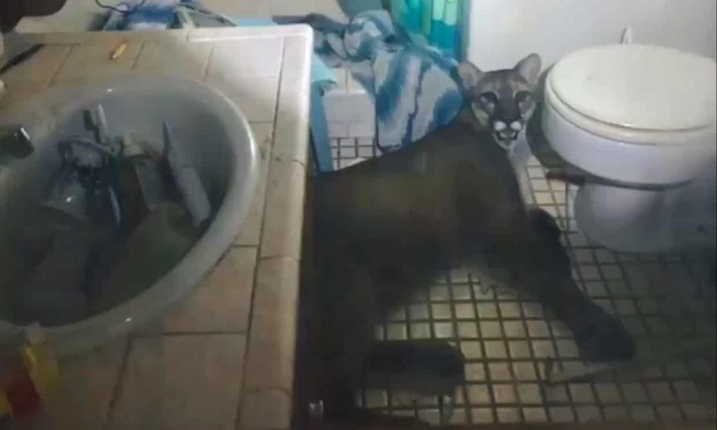 Surprise! California family find mountain lion lounging in their bathroom
