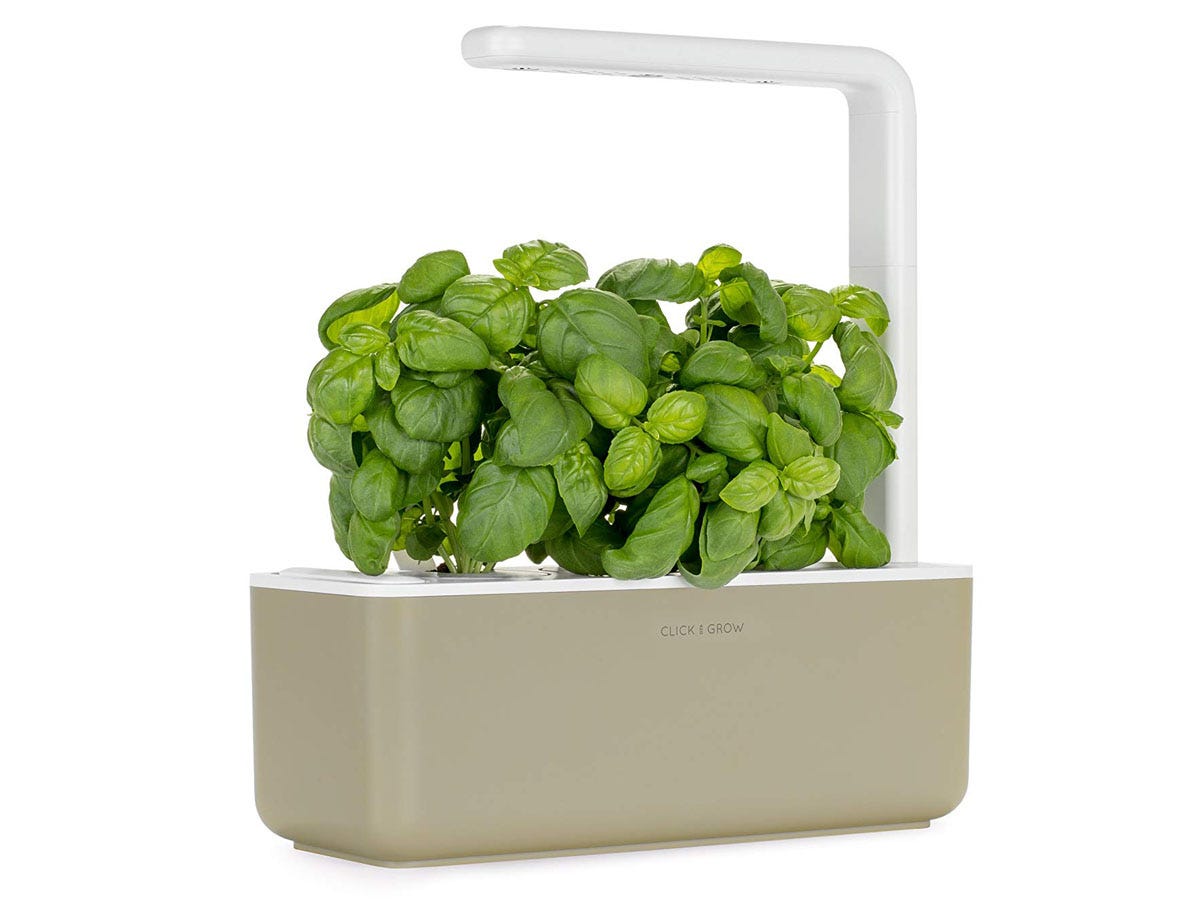 Best low maintenance indoor herb garden shown with a beige base and growing basil.