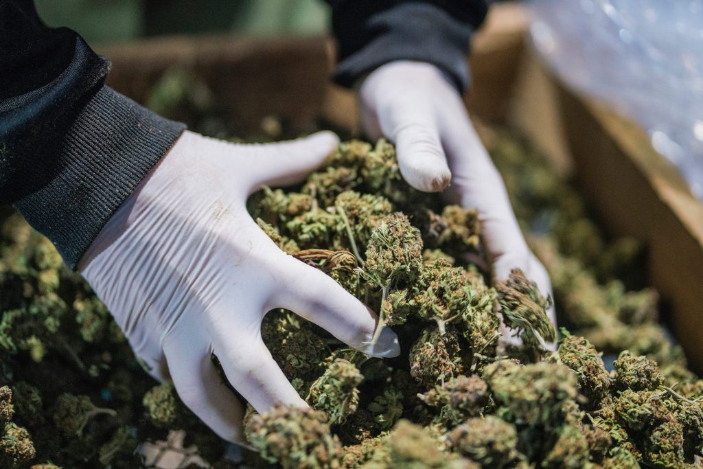 Insider Cannabis: Weedmaps CEO isn't afraid of Amazon – The Dom Perignon of cannabis – Drug decriminalization hits the House
