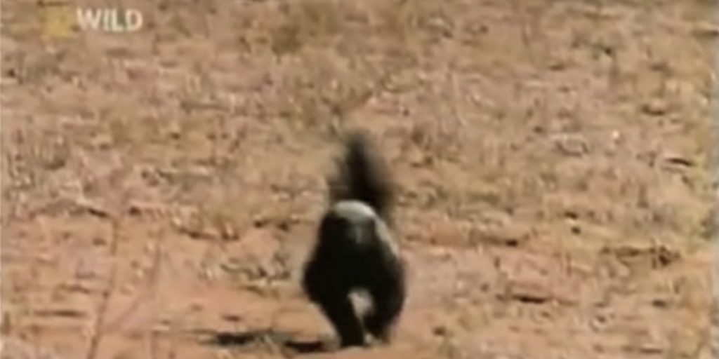The creator of the viral 'Honey Badger Don't Care' video said he auctioned it as an NFT to honor his friend who died (businessinsider.com)