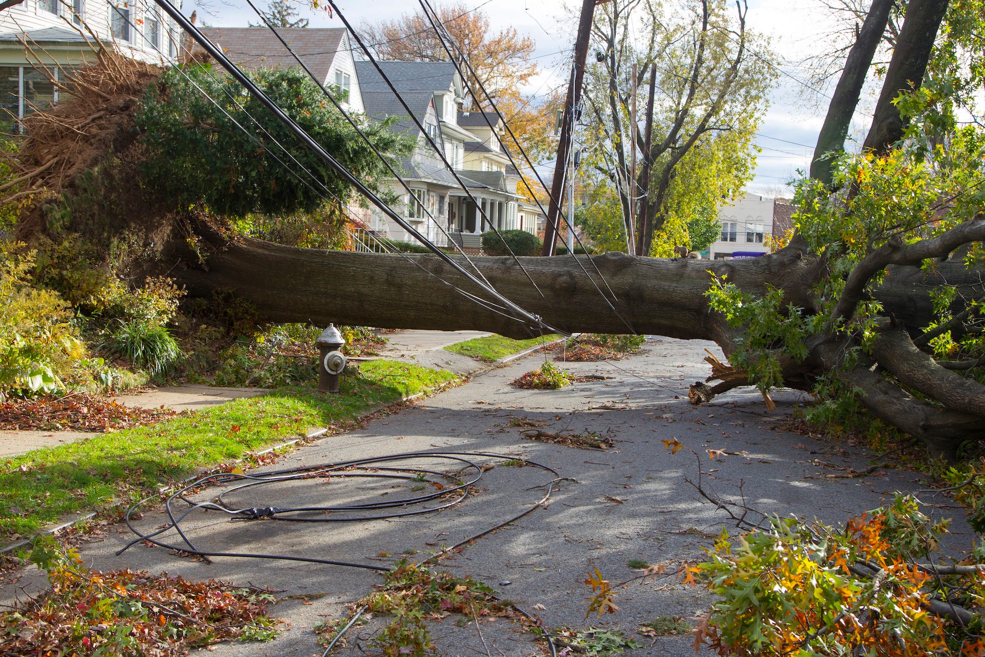 Fallen tree on power lines and road in residential neighborhood.