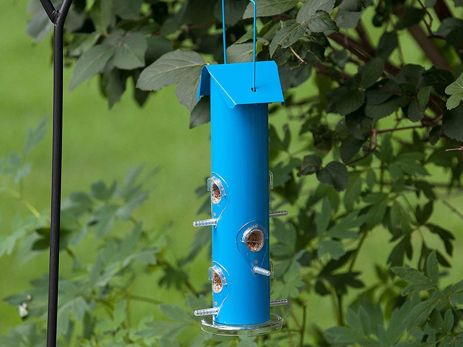 perky pet wild blue bird tube feeder hanging from a tree