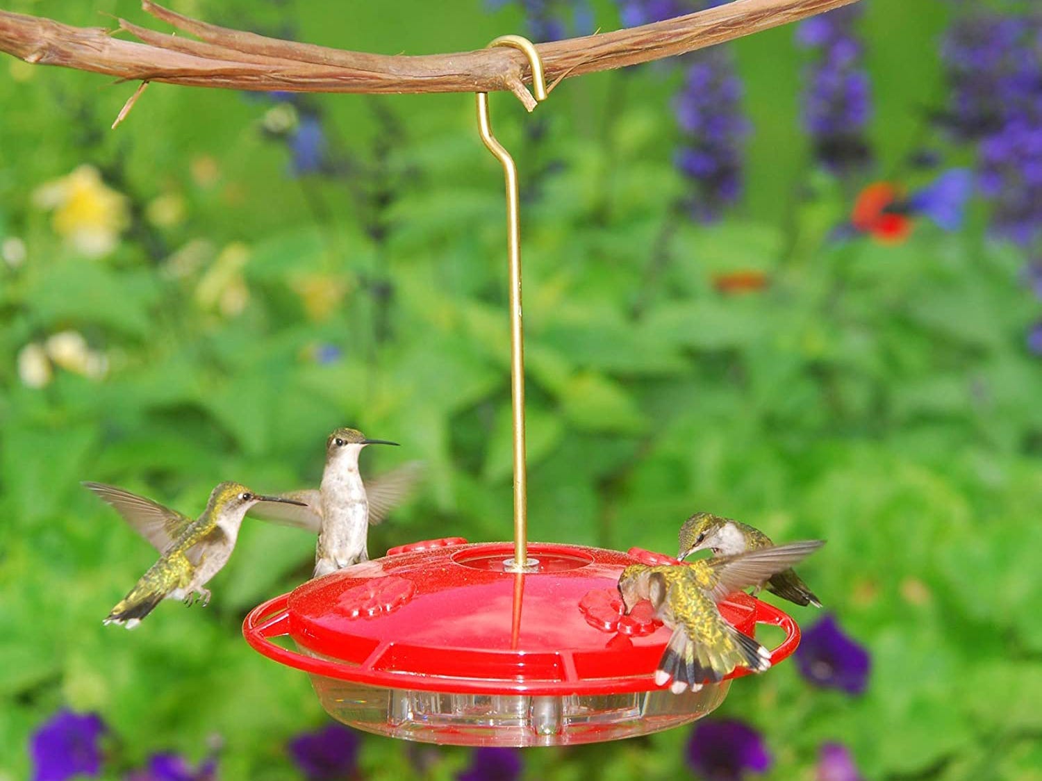 four hummingbirds eating from aspects 367 hummzinger hummingbird feeder