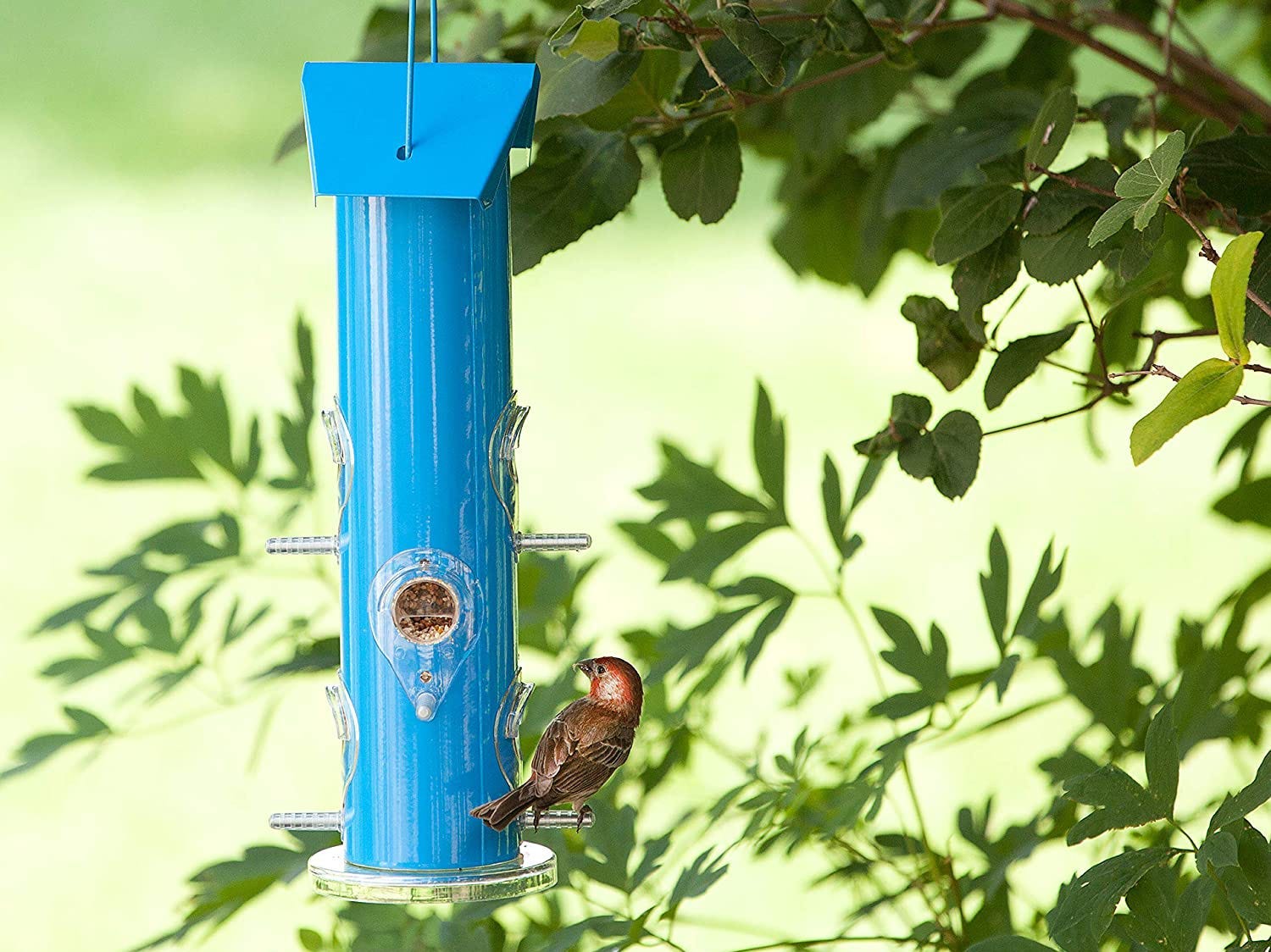 bird feeding from blue tube feeder made by Perky Pet, one of the Best bird feeders in 2021