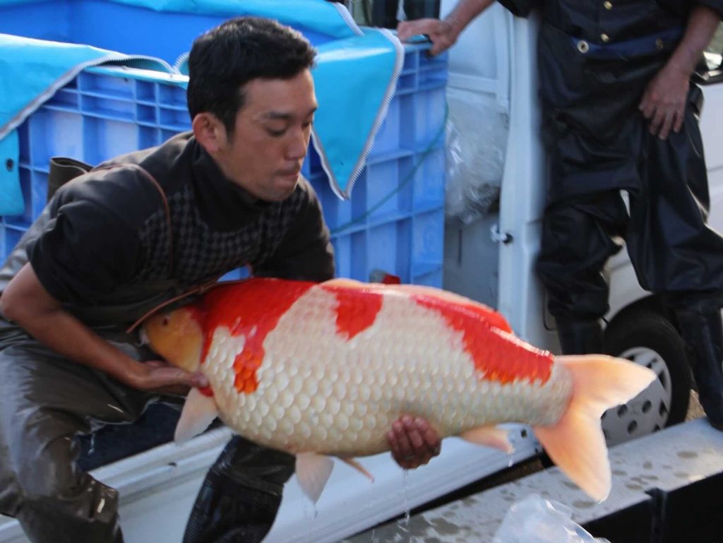 A koi fish seller says business is booming, thanks to his careful attention to detail. He sometimes visits 20 breeders a day to source fish that can sell for thousands.