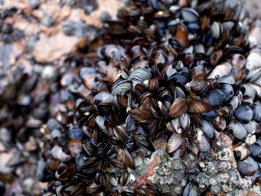 Mussels, clams, and other shellfish in Canada's seas boiled to death in its record-breaking heat wave (businessinsider.com)