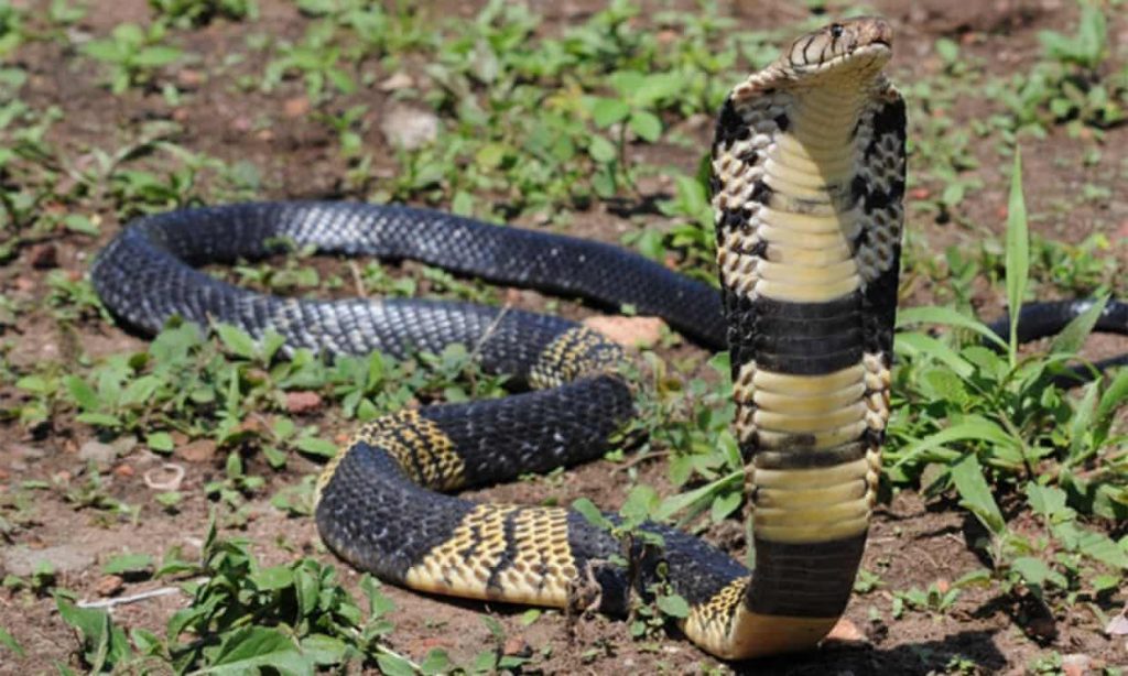Venomous cobra missing in Texas after escaping from owner’s house (theguardian.com)