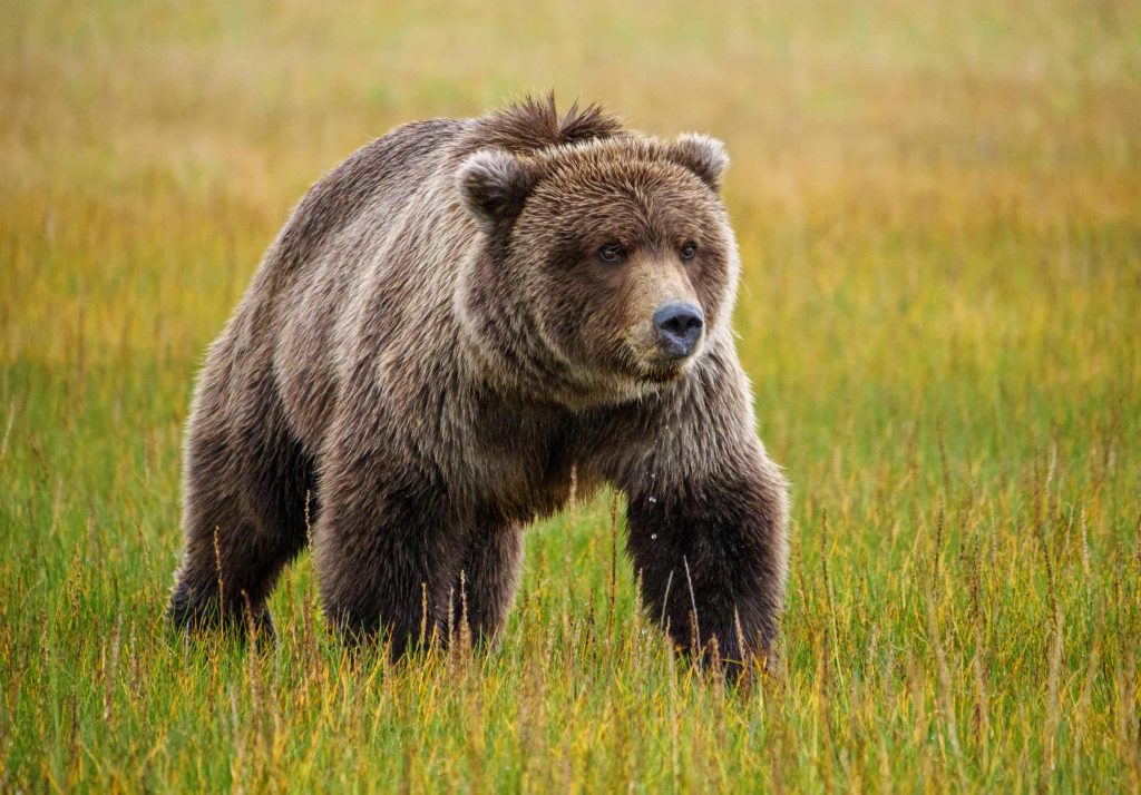 ‘It was complete pandemonium’: the towns grappling with grizzly bear attacks