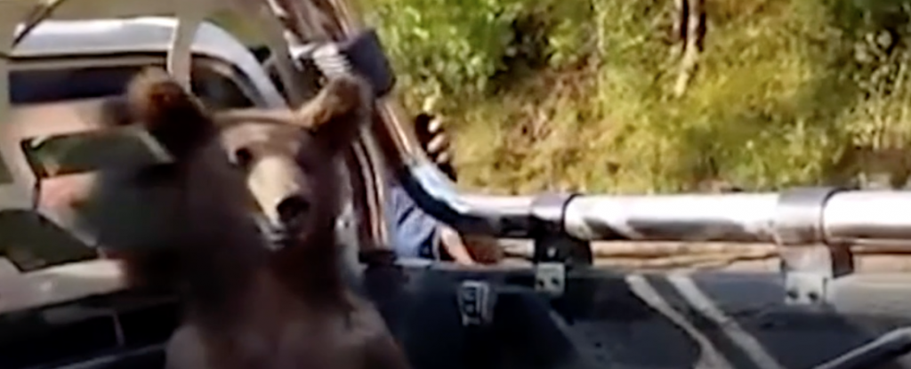 Bear cub high on hallucinogenic ‘mad honey’ rescued by park rangers (bbc.com)
